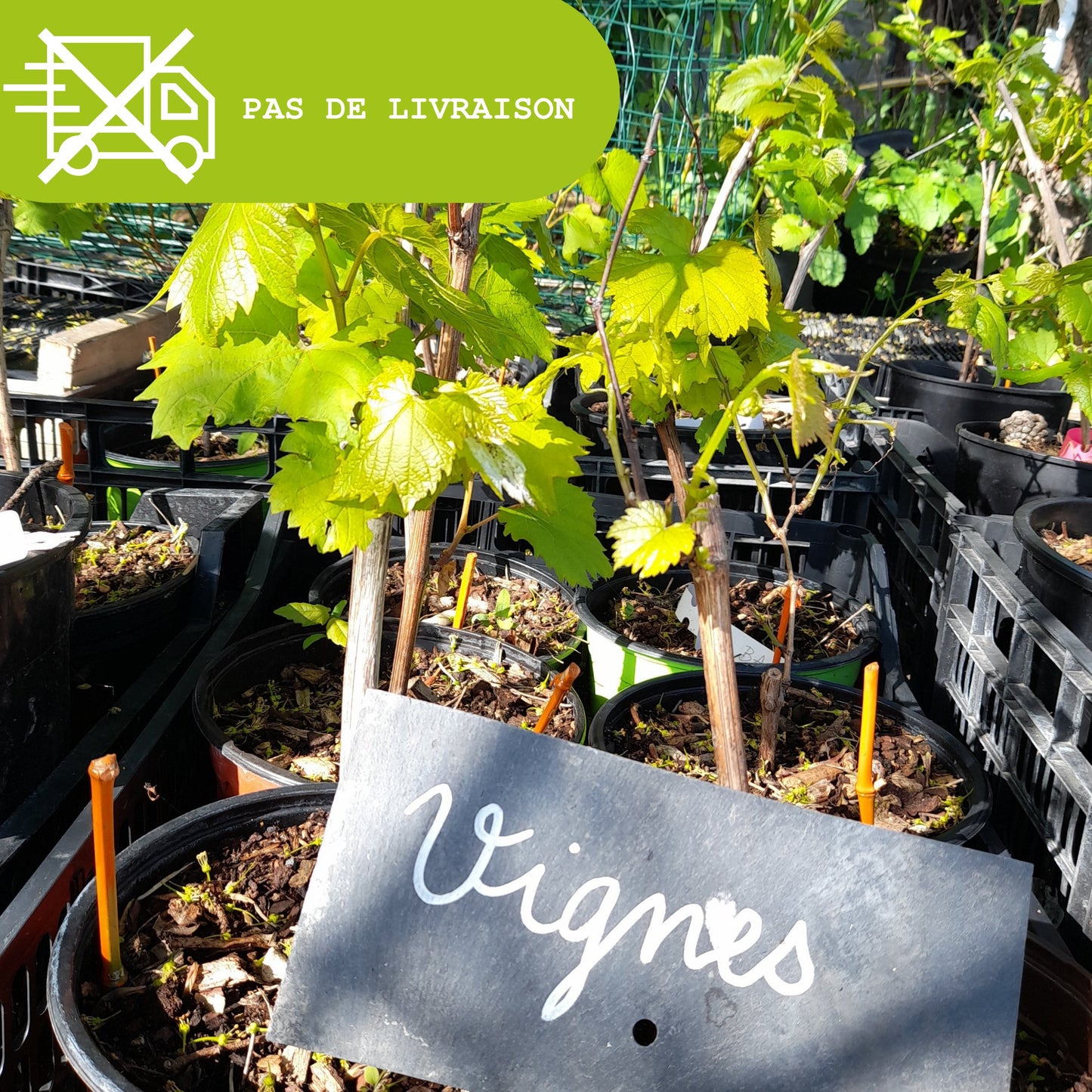 Plant de vigne Baco