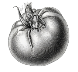 Tomate Couille de taureau