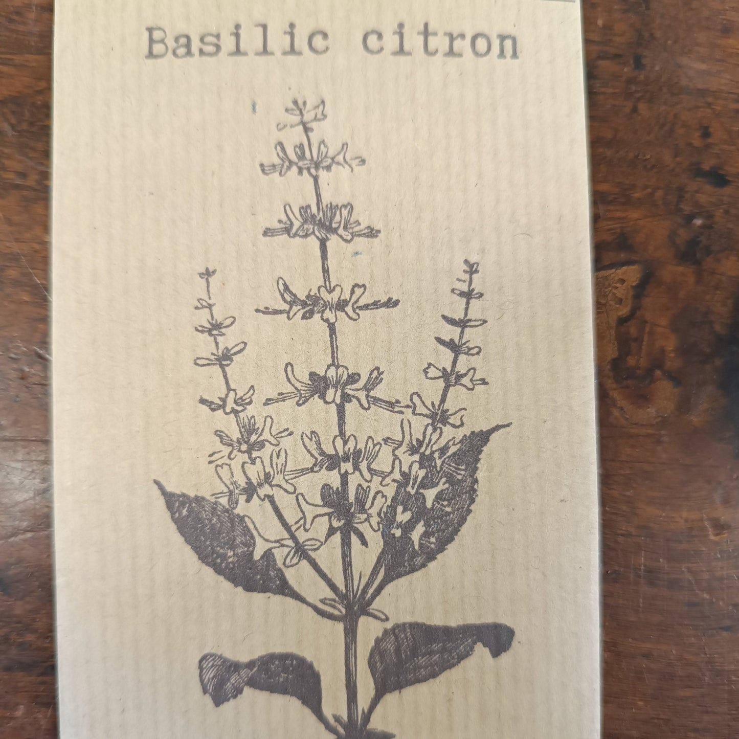 Basilic citron