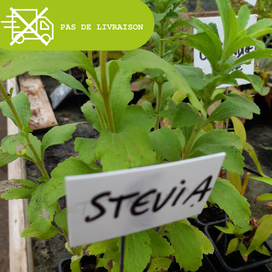 Plant de stévia