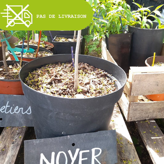 Plant de noyer