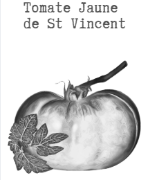Tomate jaune de st vincent