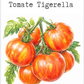 Tomate Tigerella