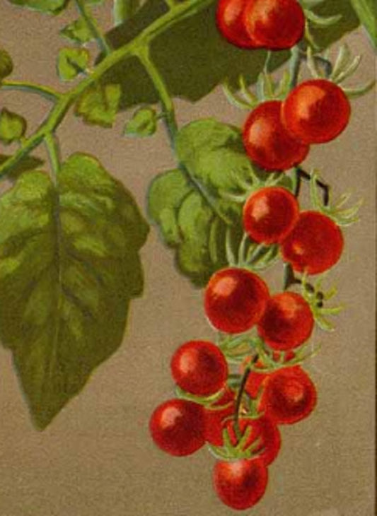 Tomate Tiny Tim