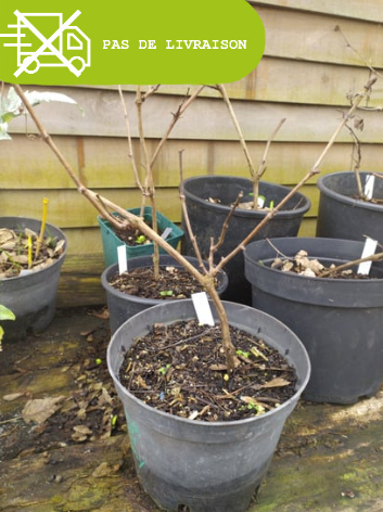 Plant de vignes (variété inconnue)