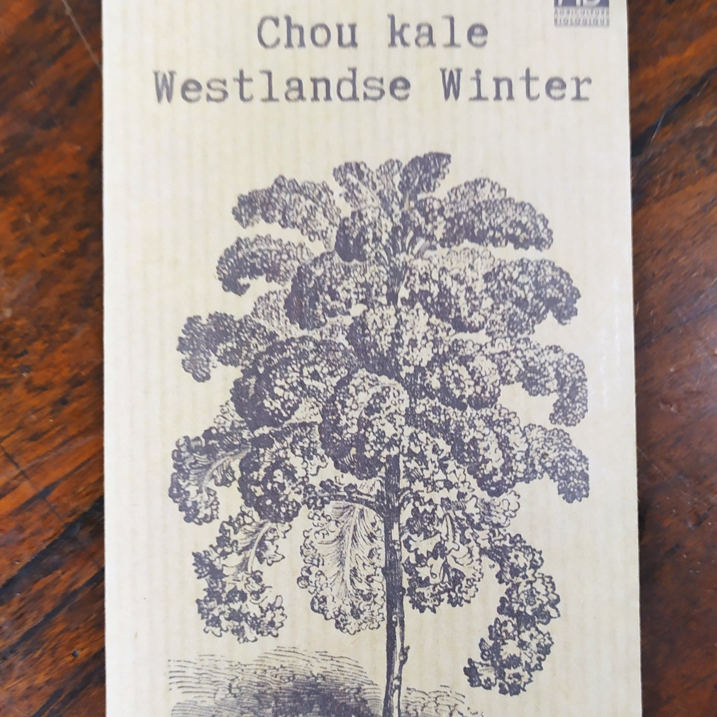 Chou kale Westlandse Winter