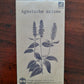 Agastache anisée