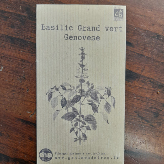 Basilic Grand vert Genovese
