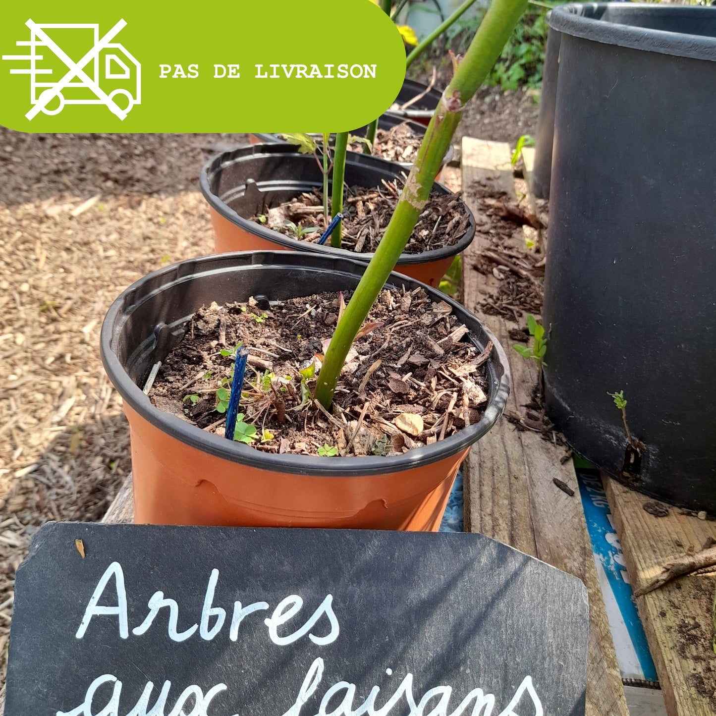 Plant d'arbre aux faisans