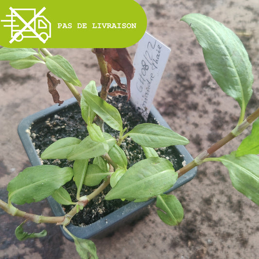 Plant de coriandre Vietnamienne - Rau ram