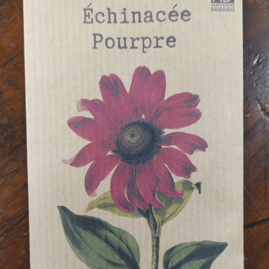 Echinacée pourpre