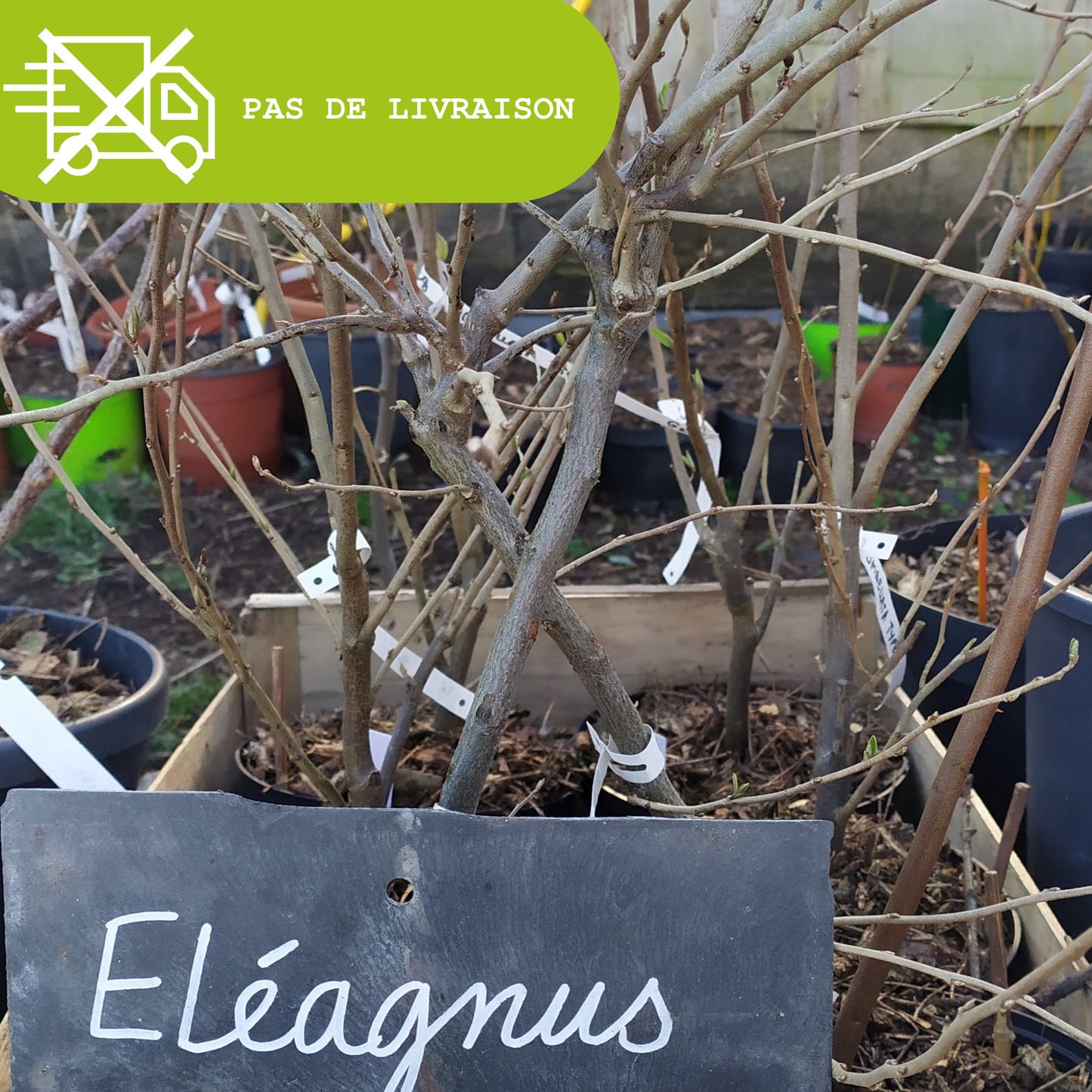 Plant d'eléagnus