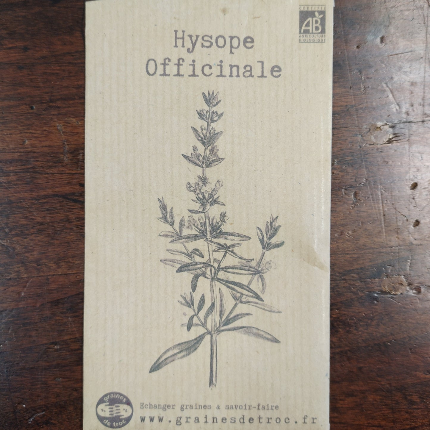 Hysope officinale