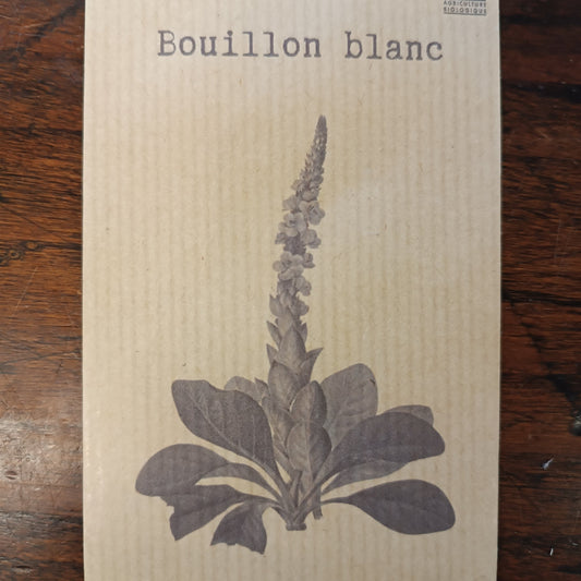 Bouillon blanc ou Molène
