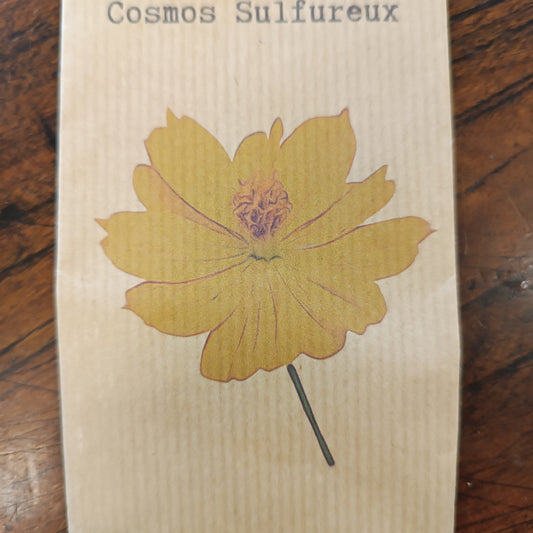 Cosmos Sulfureux