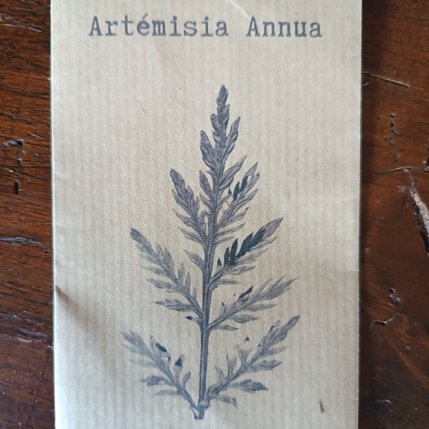 Artémisia annua