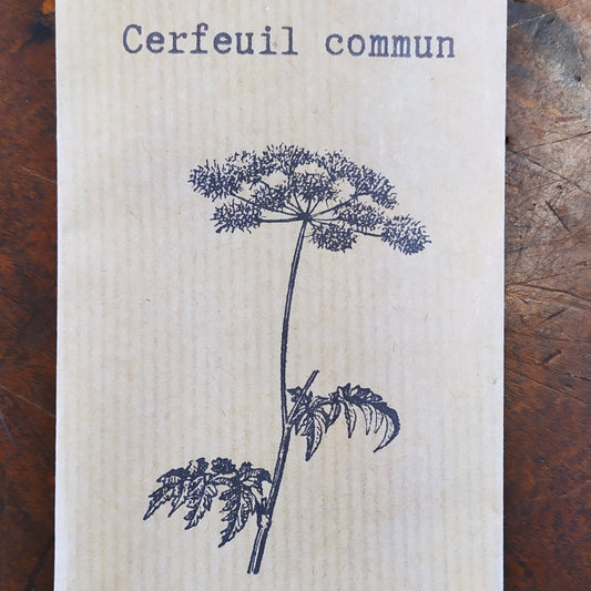 Cerfeuil commun